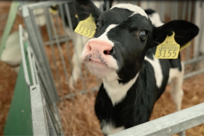 Black-and-white calf with yellow ear tags standing in a pen with straw bedding on a livestock farm.