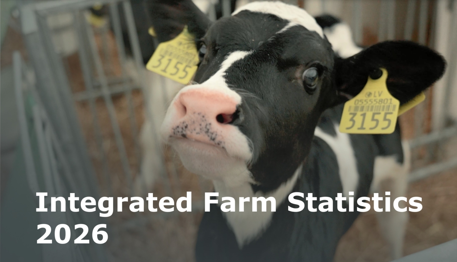 A small cow with the name of the survey