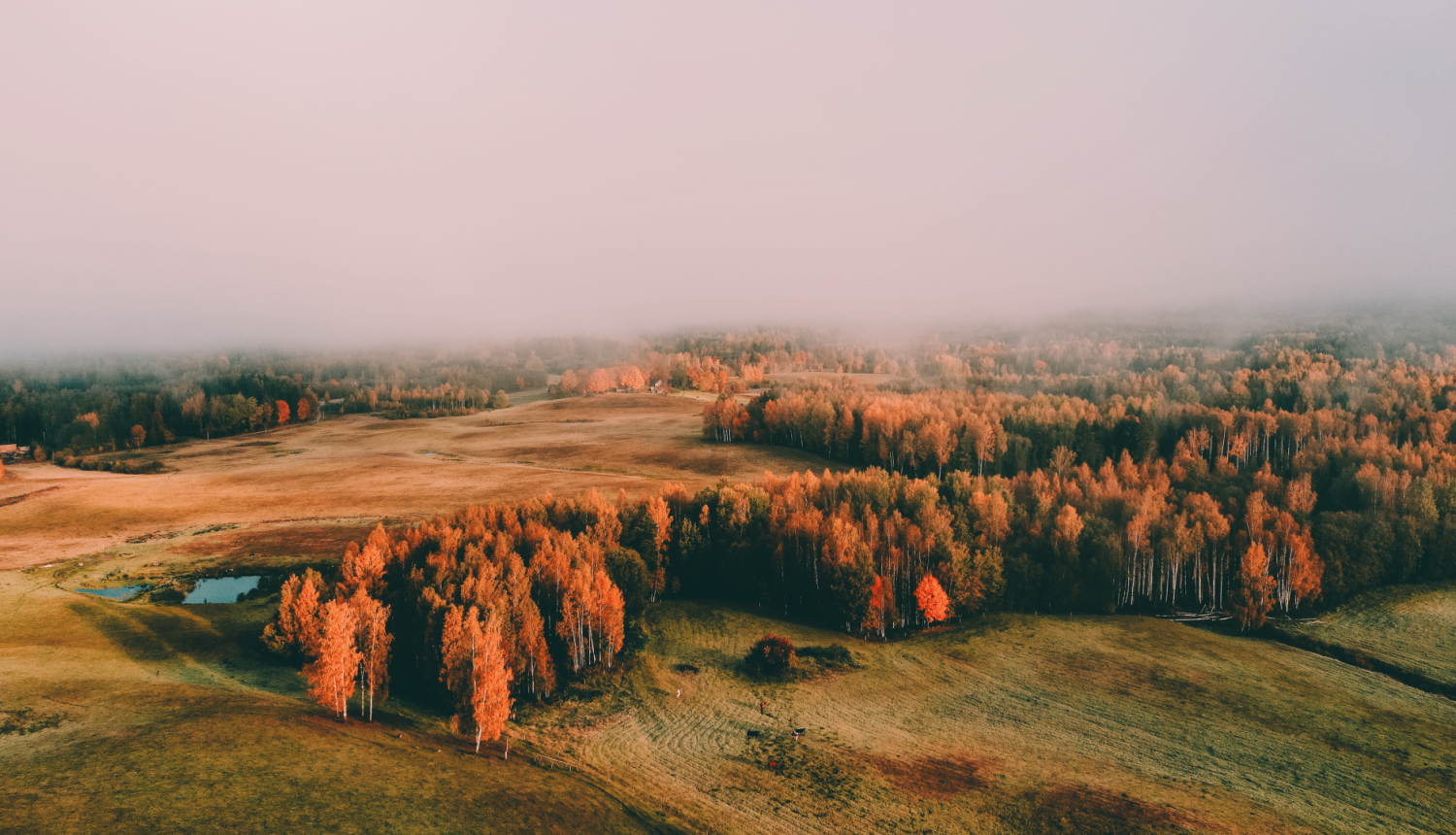 Nature view