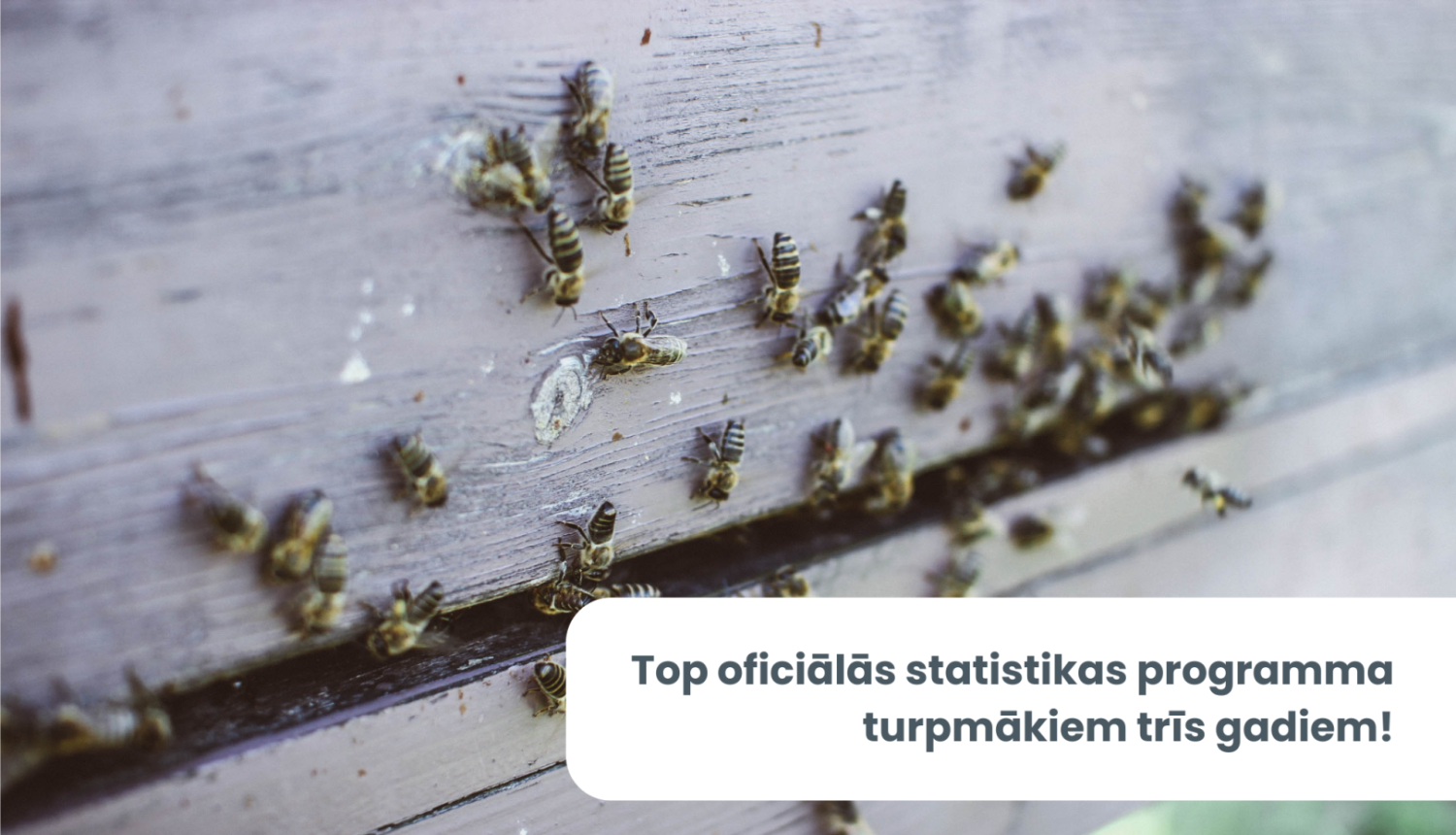 Attēls ar bitēm un teksts: "Top oficiālās statistikas programma turpmākajiem trīs gadiem!"