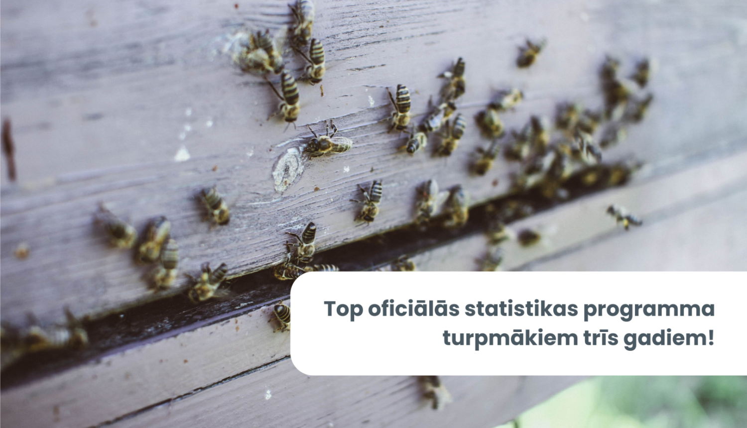 Attēls ar bitēm un teksts: "Top oficiālās statistikas programma turpmākajiem trīs gadiem!"